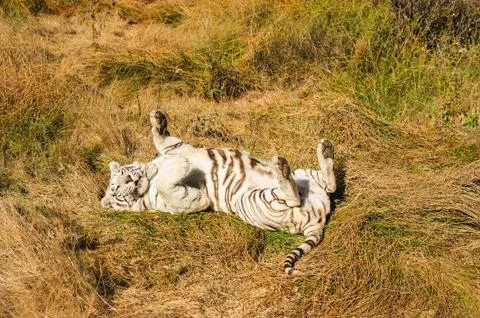 White Tiger 写真素材