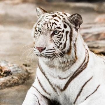 White tiger Stock Photos