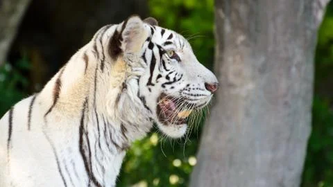 White tiger Stock Photos