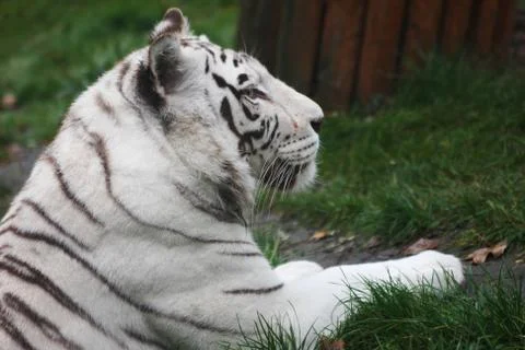 White tiger Stock Photos
