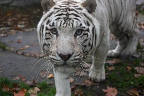 White tiger Stock Photos