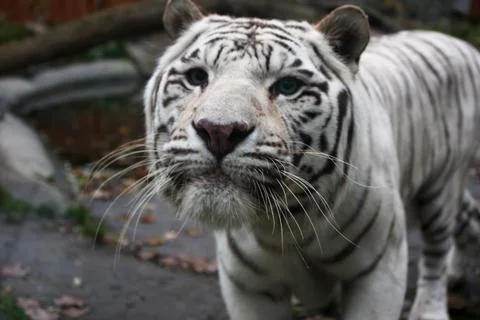 White tiger Stock Photos