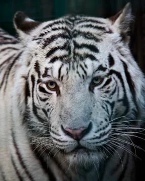 White tiger Stock Photos
