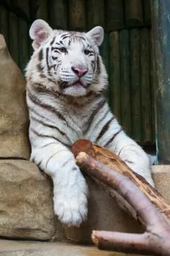 White tiger Stock Photos