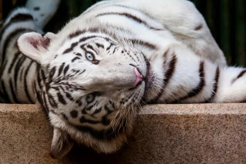 White tiger Stock Photos