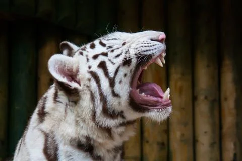 White tiger Stock Photos
