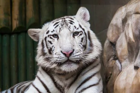 White tiger Stock Photos