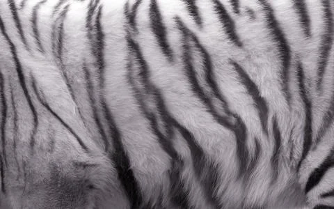 White tiger Stock Photos