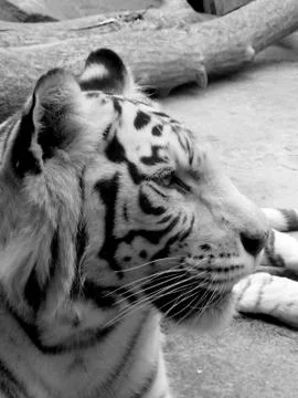 White tiger Stock Photos
