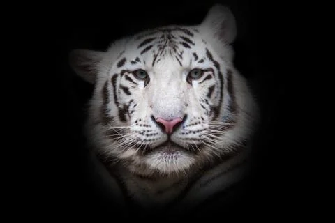 White tiger Stock Photos