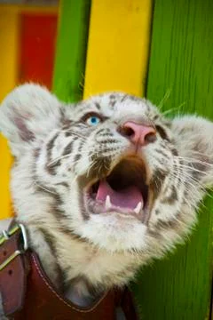 White tiger Stock Photos