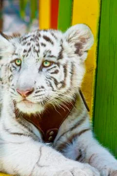White tiger Stock Photos