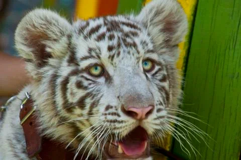 White tiger Stock Photos