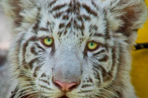White tiger Stock Photos