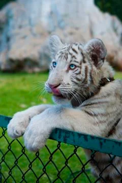 White tiger Stock Photos