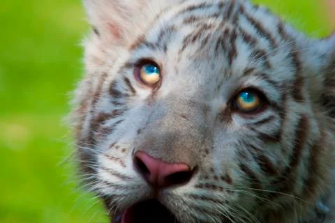 White tiger Stock Photos