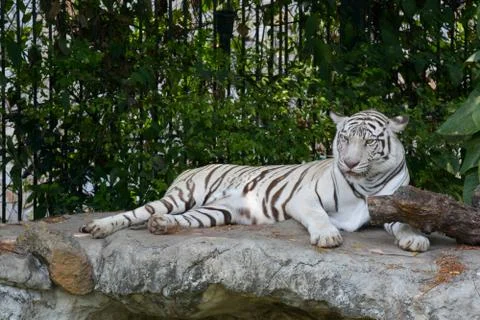 White tiger Stock Photos