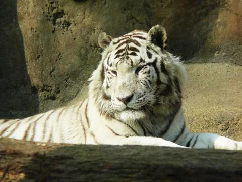 White Tiger Stock Photos