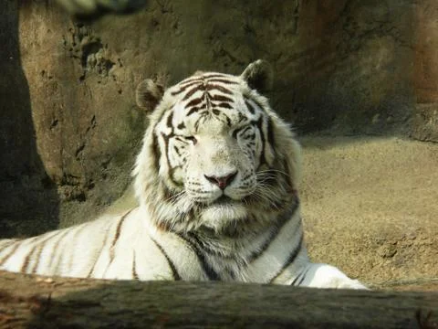 White Tiger Stock-Fotos