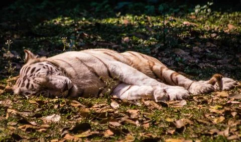 White Tiger Foto stock