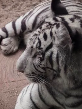 White tiger  Stock Photos