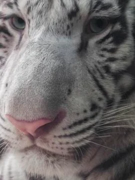 White tiger  Stock Photos