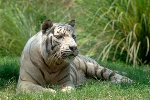 White Tiger Foto stock