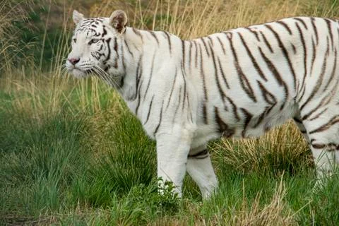 White tiger. Stock Photos