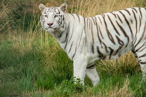 White tiger. Stock Photos