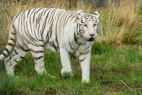 White tiger. Stock Photos
