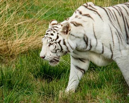 White tiger. Stock Photos