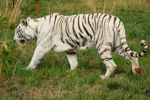 White tiger. Stock Photos