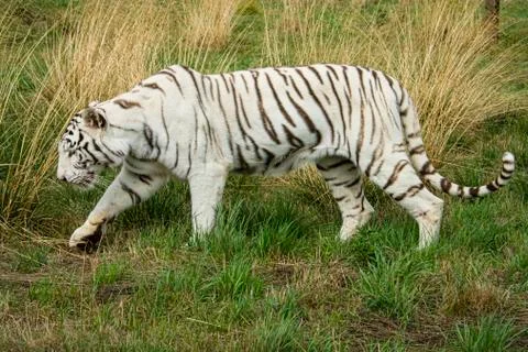 White tiger. Stock Photos