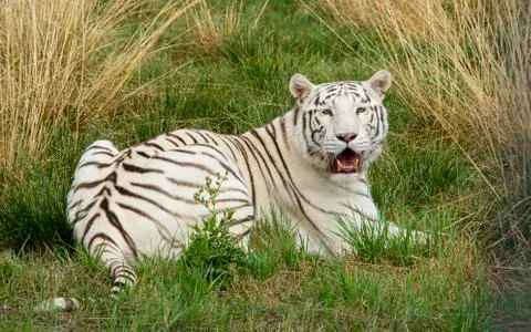 White tiger. Stock Photos