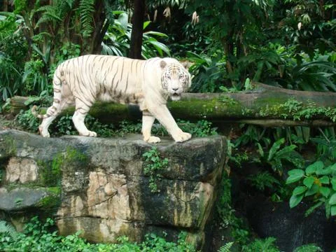 White Tiger Fotos de archivo