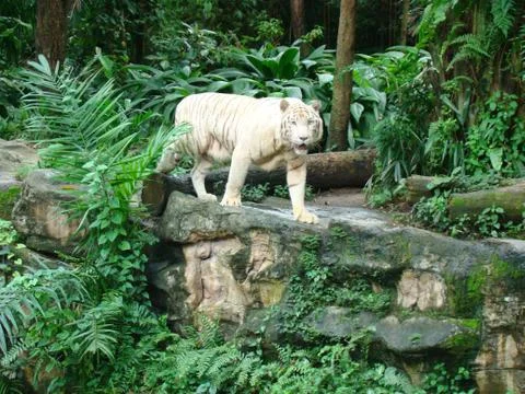 White tiger Fotos de archivo