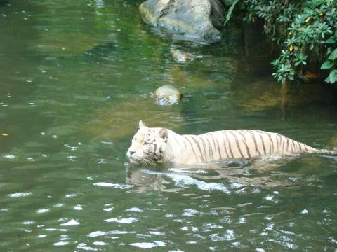 White Tiger Fotos de archivo