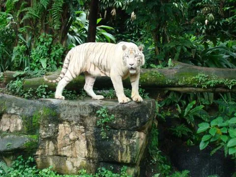 White Tiger Fotos de archivo
