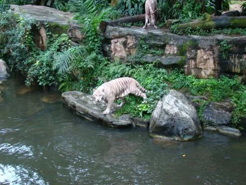White tiger Fotos de archivo