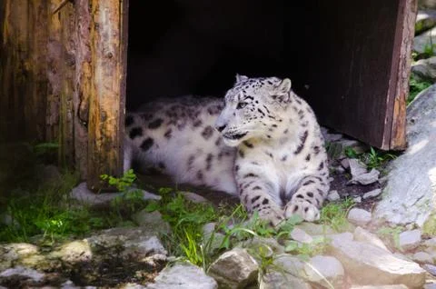 White Tiger. Stock Photos