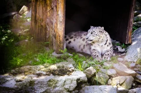 White Tiger. Stock Photos