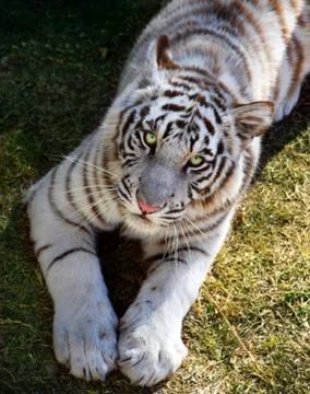 White Tiger Stock Photos