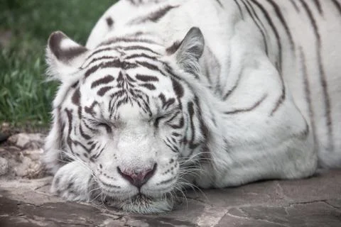 White tiger Stock Photos
