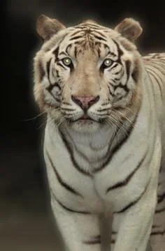 White Tiger Stock Photos