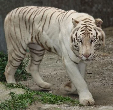 White Tiger Stock Photos