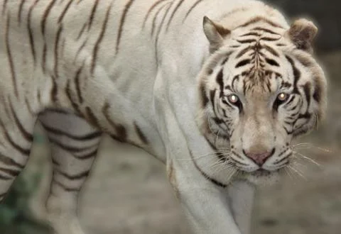 White Tiger Stock Photos