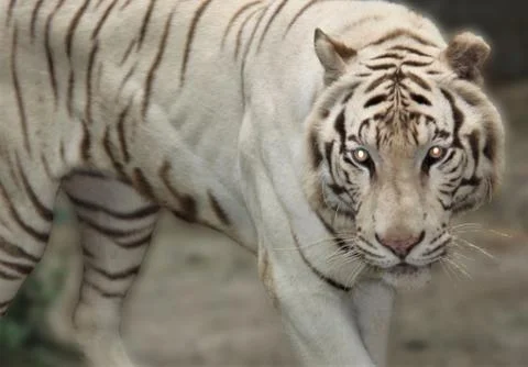 White Tiger Stock Photos