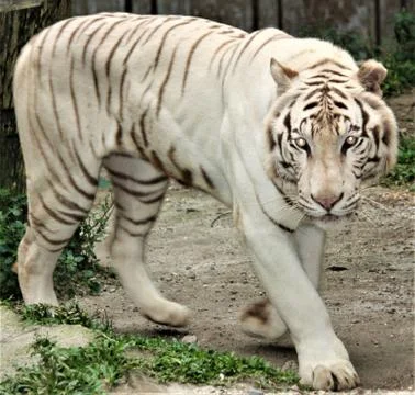 White Tiger Stock Photos