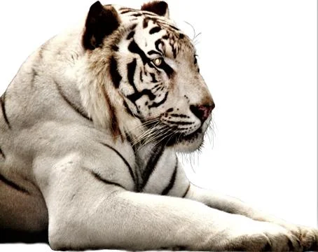 White Tiger Stock Photos