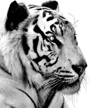 White Tiger Stock Photos